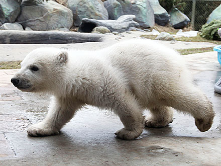 Cute Photos! Polar Bear Cub Makes His Debut