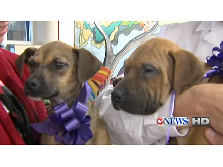 Sick Puppies Walk Themselves to Hospital
