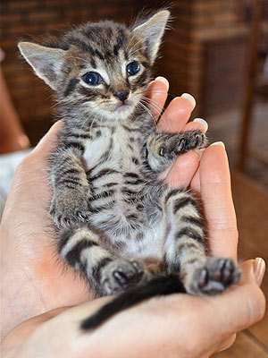 The Water Bowl: Is Your Cat Making You Crazy?
