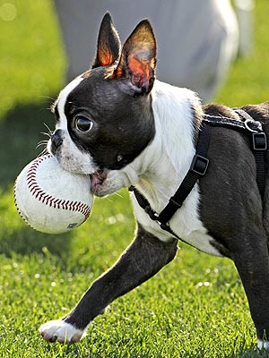 Play Ball! Pitcher's Dog Goes to Spring Training