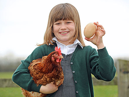 Chicken Lays Giant 6.6-Oz. Egg