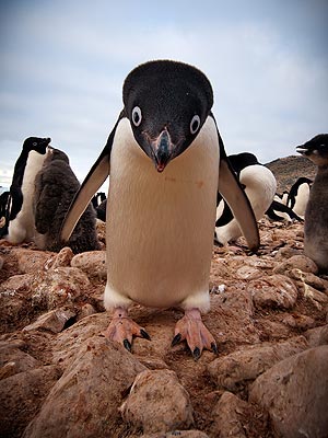 Peeky Penguin! Arctic Bird Isn't Camera Shy
