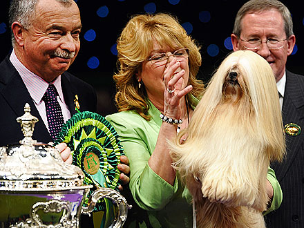 Lhasa Apso Wins Best in Show at Crufts