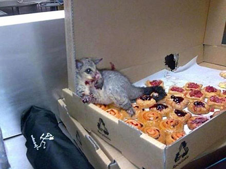 Possum Breaks Into Bakery
