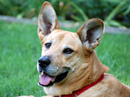 Adopt Me! After Years of Waiting, Nikki Is Ready for a Home