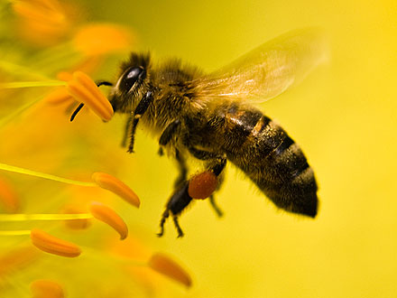 Honeybee Die-Offs Linked to Insecticide