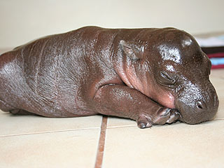 Prince Harry the Pygmy Hippo Dies