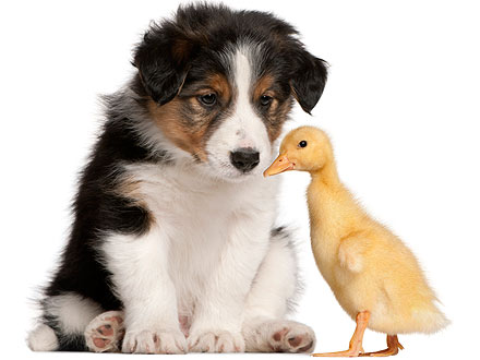 Labrador Retriever Adopts Orphaned Duckling