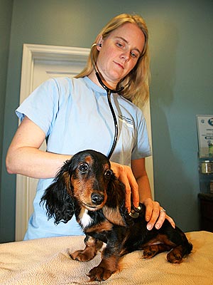 'Miracle' Dog Survives Toss from Third Floor Balcony