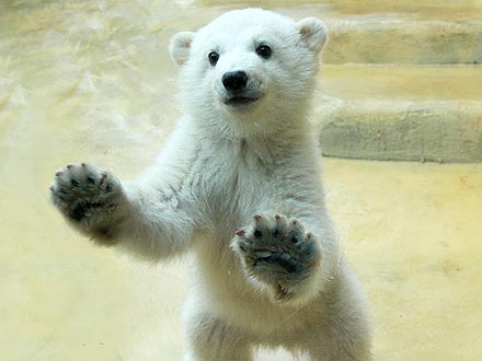 Knut's Half-Sister Anori Explores Her Enclosure