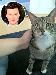 Chris Colfer Adopts a Senior Cat | Chris Colfer