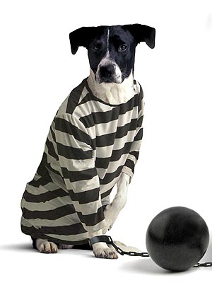Pit Bull Used in Crime Finds New Home