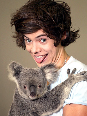 Harry Styles's Koala PickMeUp Newspix REX REX USA