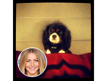 Julianne Hough's Dog Harley Gets Spayed
