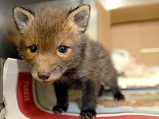 2-Day-Old Fox Barely Escapes Giant Farm Fire