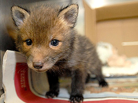 2-Day-Old Fox Barely Escapes Giant Farm Fire