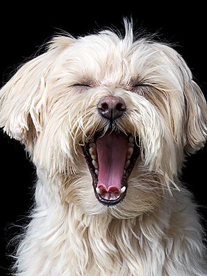 Dogs Can Catch Human Yawns