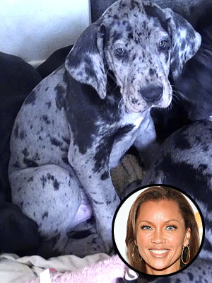Vanessa Williams Adopts a Great Dane