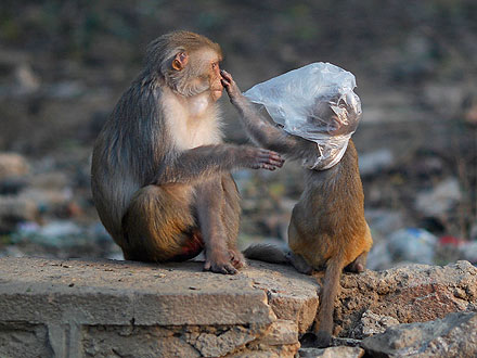 Monkey Population Overtaking New Delhi, India