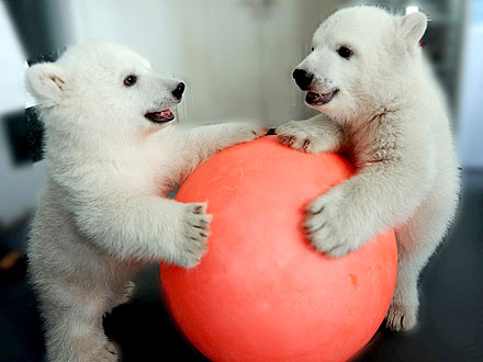 So Cute! Polar Bear Twins Mark Their First 100 Days