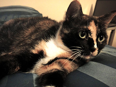 Adopt Me! Sonia Wants Her Next Home to be Forever