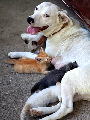 English Bulldog Cares for Orphaned Kittens