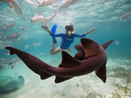 Kate Walsh Swims with Sharks in Belize: Photo