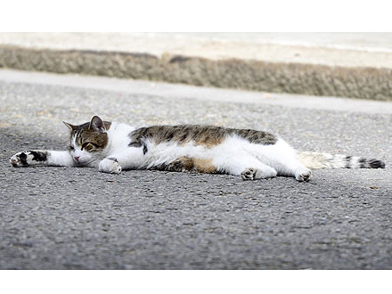 Larry the Cat Sleeps on 10 Downing Street