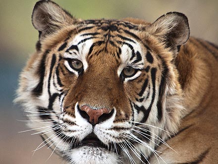 Michael Jackson's Tiger Dies