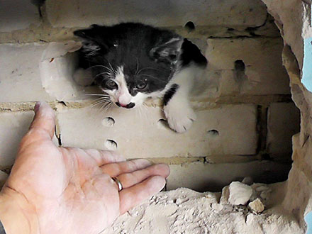 Kitten Stuck in Wall Gets Rescued by Firefighters