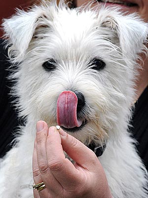 Dog Swallows Diamond Earring