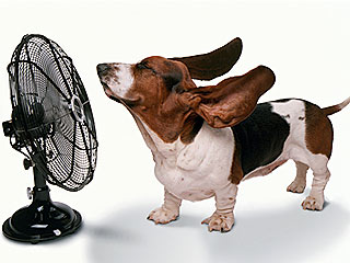 How Does Your Pet Beat the Heat?