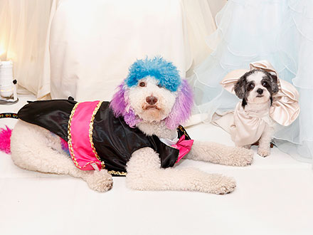 Dogs Marry in Most Expensive Pet Wedding Ever