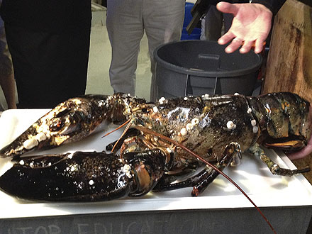 21-Lb. Lobster Settles Into New Home