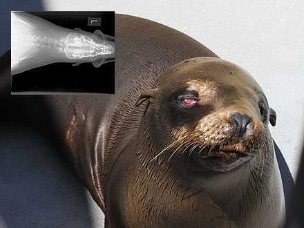 Blind Sea Lion Doing Well After Getting Shot in Face
