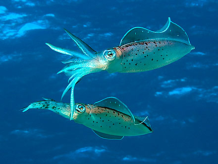 Dumpling Squids Mate for Three Hours, New Study Finds