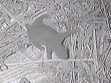 Panda Bai Yun's Cub Spotted on Panda Cam at San Diego Zoo