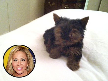 Adrienne Maloof Gets a Puppy: Photo