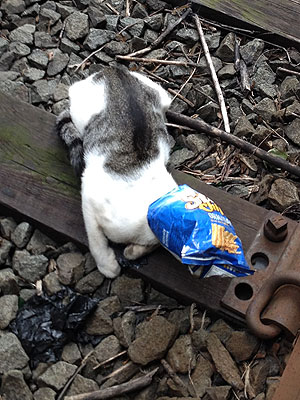 Kitten in Sun Chips Bag Saved from Subway Tracks