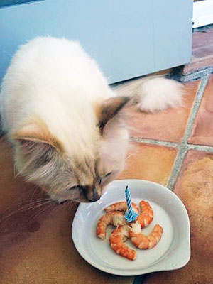 Choupette Has Birthday Cake Made of Shrimp: Photo