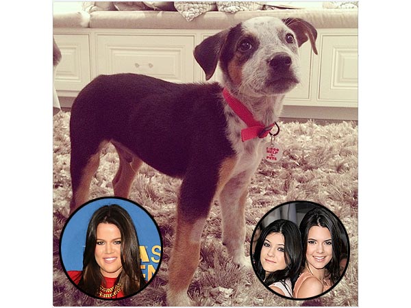 Kendall, Kylie Jenner, Khloe Kardashian Get New Dog