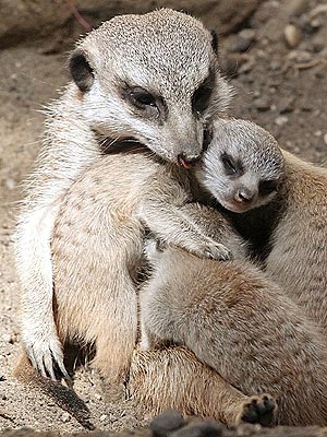Aww! Baby Meerkats Hug Mom