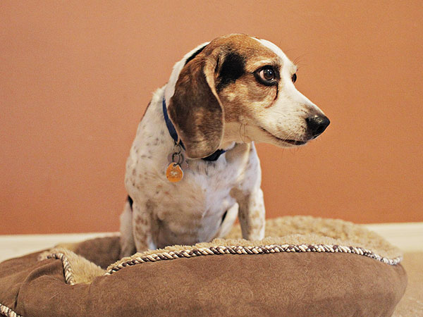 Florida Dog Swallows $275 in Cash