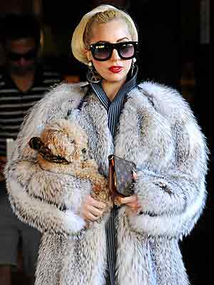 Animal Lady Gaga