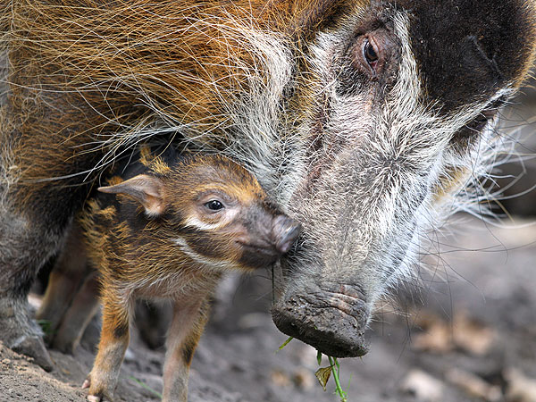 Baby Boar