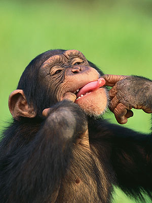 Apes Like Slapstick Humor