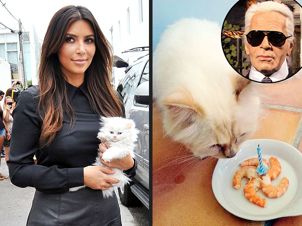 Kim Kardashian's Kitten Takes on Karl Lagerfeld's Cat