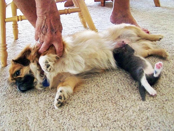 Pekingese Nurses Abandoned Kitten