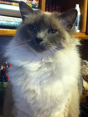 Cat Goes for Flea Bath, Gets Euthanized