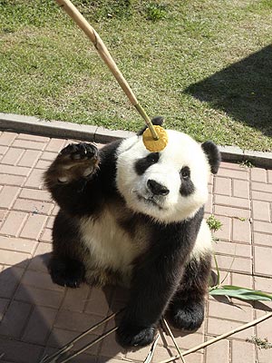 Panda Eats Mooncake for Mid-Autumn Festival